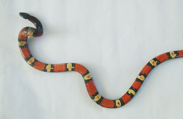 falsa coral