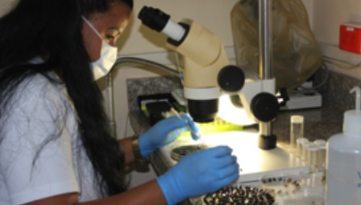 Análisis de invertebrados en el laboratorio