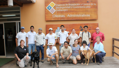 canes caracoleros